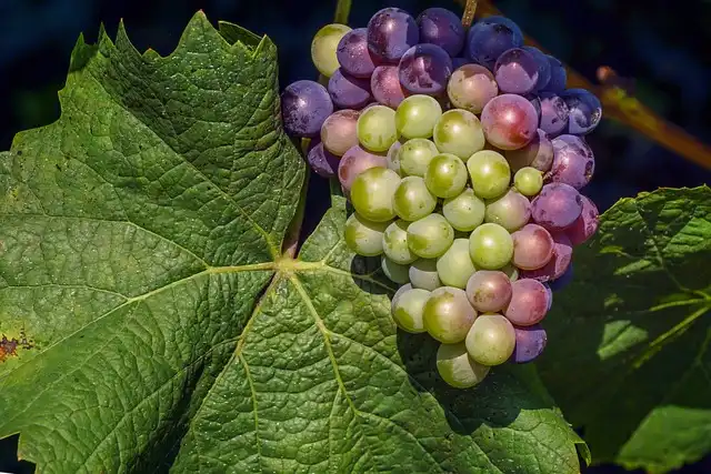 Decoy Wines: Craftsmanship, Sonoma Terroir, and the Duck Legend