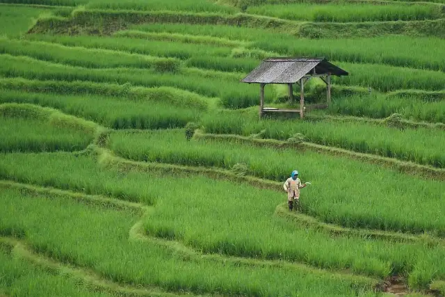 Kōhala Field System: Hawaiian Ancient Agriculture