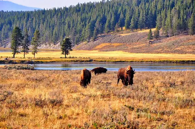 Yellowstone Wolves: Ecology, Challenges & Taylor’s Dedication