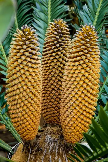 Cycad Jail: Battling Plant Poaching of Rare Species