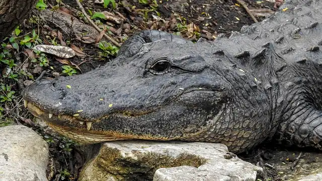 Guy Bradley: Everglades’ First Game Warden & Bird Protector