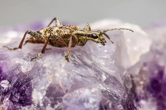 Animals as Pests: Shifting Perceptions & Human-Animal Conflicts