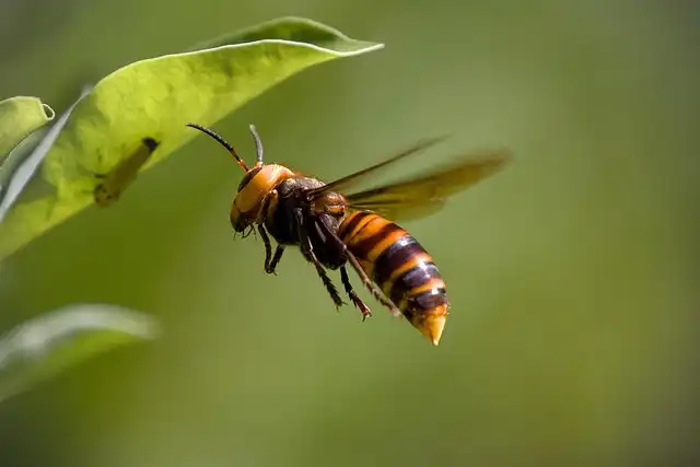 Murder Hornet Eradication: The Hunt for Giant Hornets