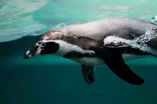 Antarctica Dream Job: Port Lockroy Wildlife Monitor