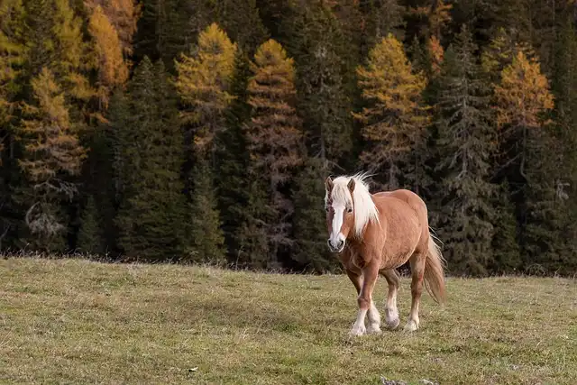 Pragser Wildsee: Legend, Beauty, and Dolomites Adventure