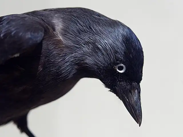 Academy of Natural Sciences: A Century of Discovery